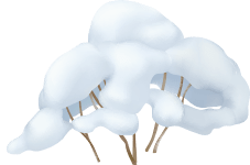 Snow Bush